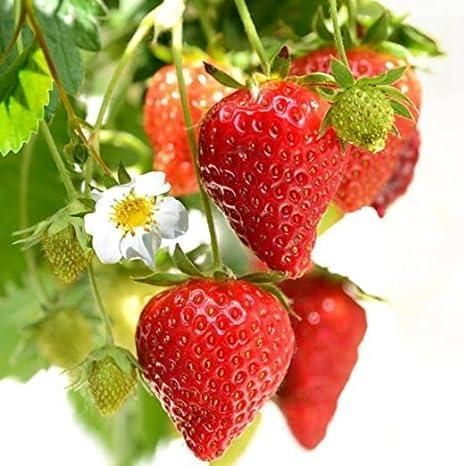 Fresh Sweet Strawberry Seeds (Hybrid) - Pack of 20