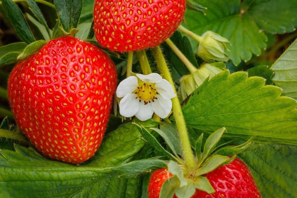 Fresh Sweet Strawberry Seeds (Hybrid) - Pack of 20